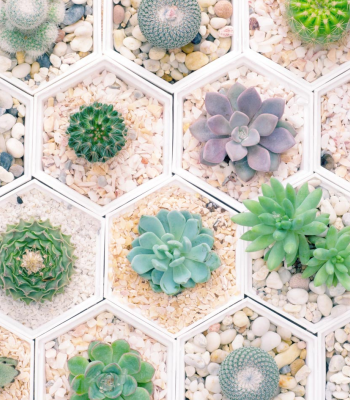 Advantages Of Potted Succulent