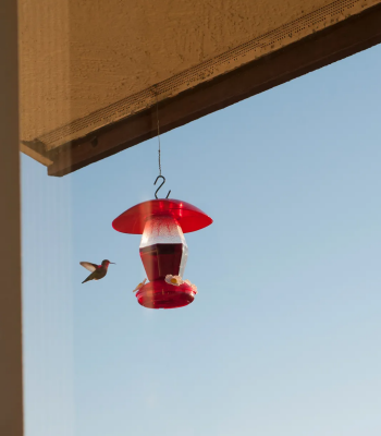 Why You Need A Bird Feeder